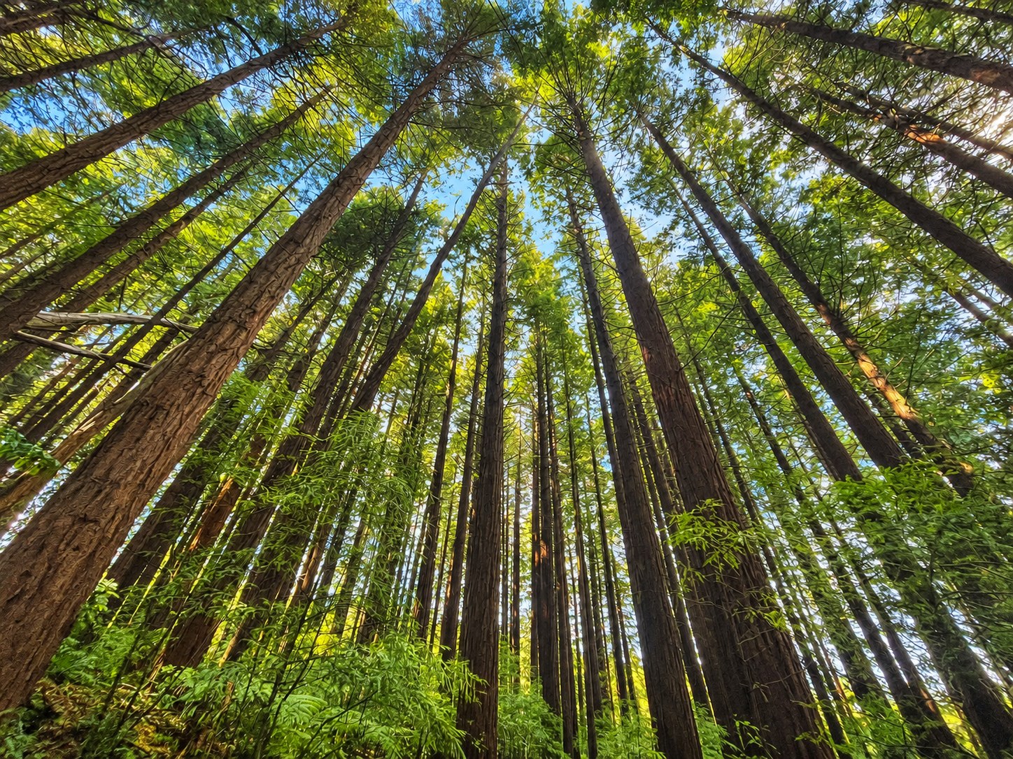 Sunlight filtering through tall forest trees