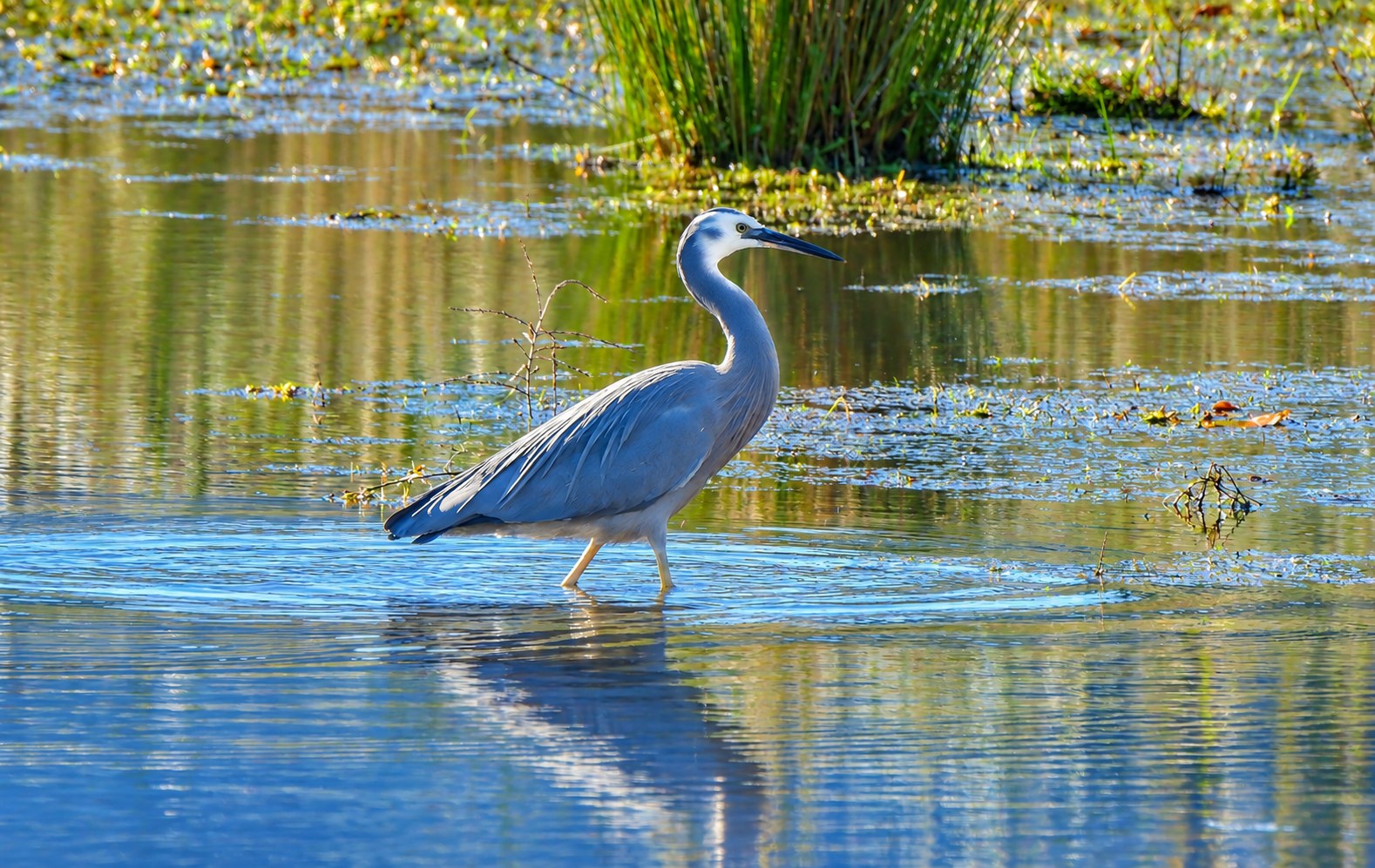 A heron wading in sunlit wetland water