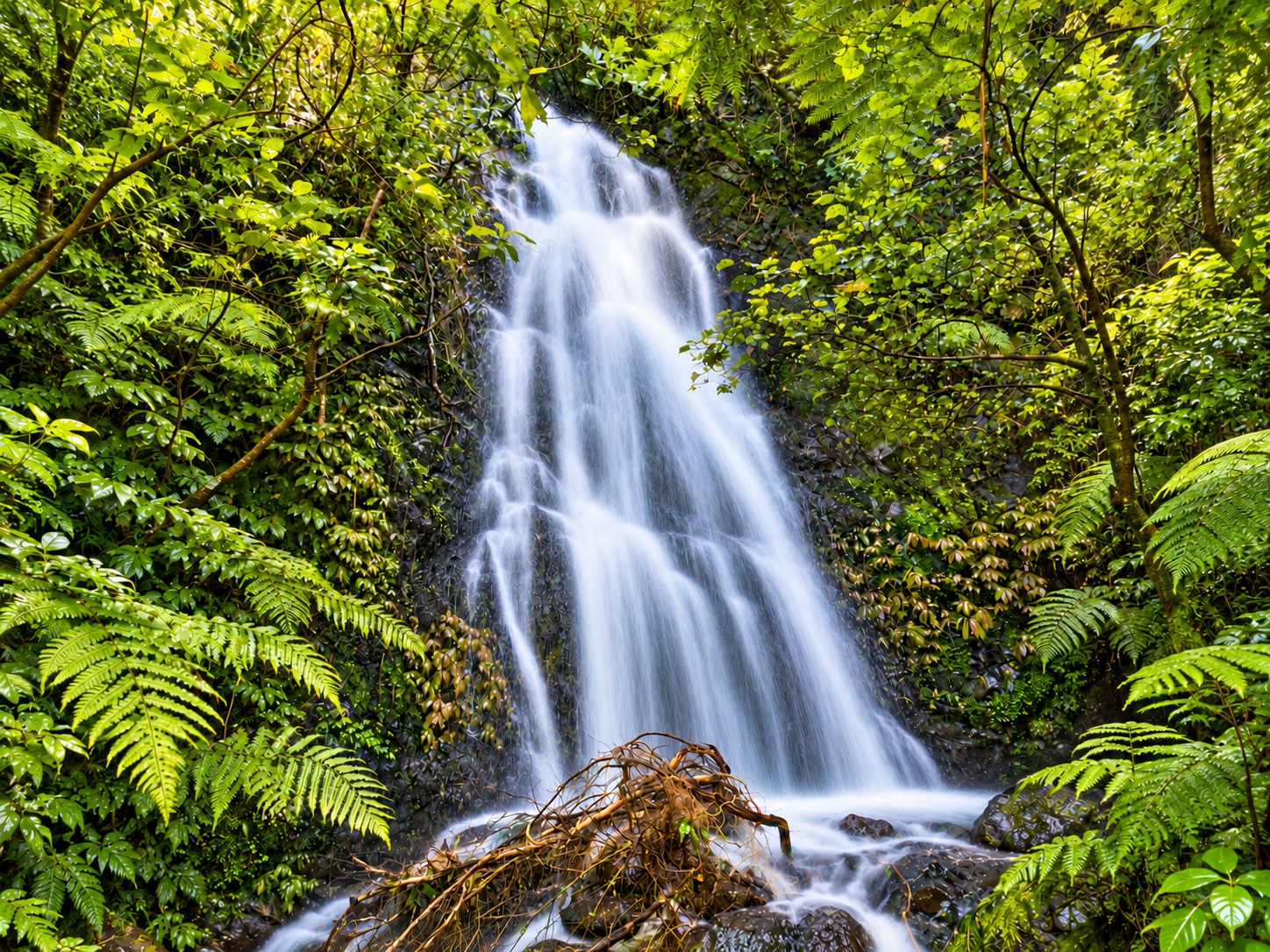 A waterfall surrounded by lush green ferns